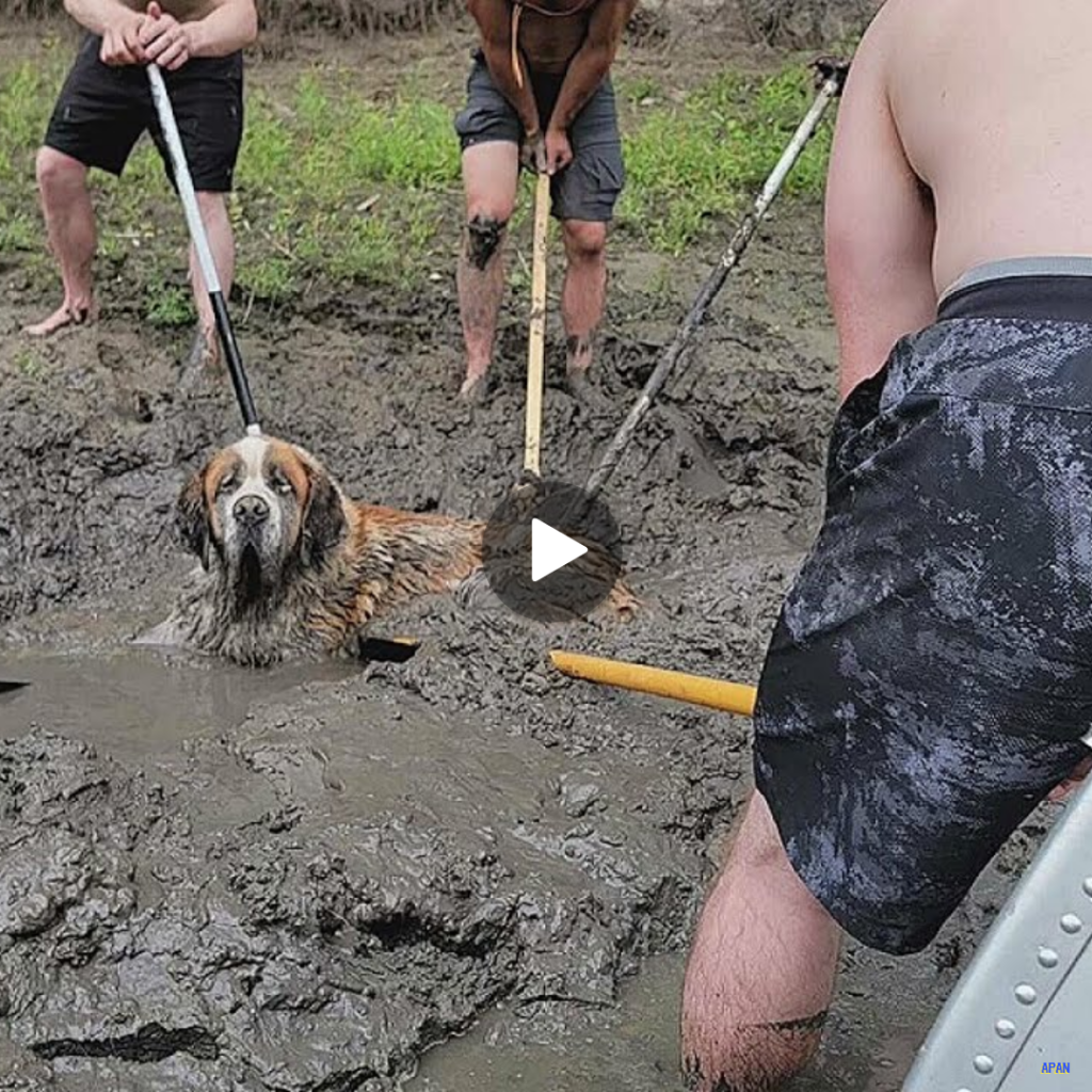 “Bro’s Night Out Turns Heroic: Rescuing a Stranded Dog from the Muddy Banks of Minnesota River”