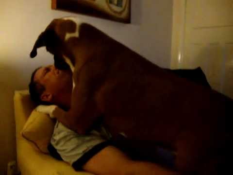 “The Kissy Boxer: Watch How This Adorable Pooch Gives the Best Smooches You’ve Ever Seen! 😘”