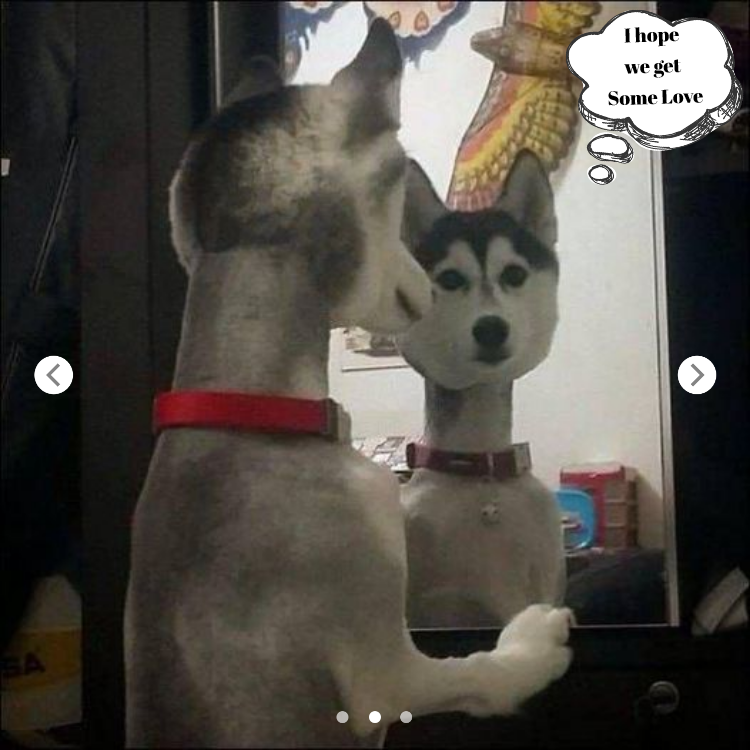 A Photo Of Shaved Husky Went Viral, Posing An Interesting Question