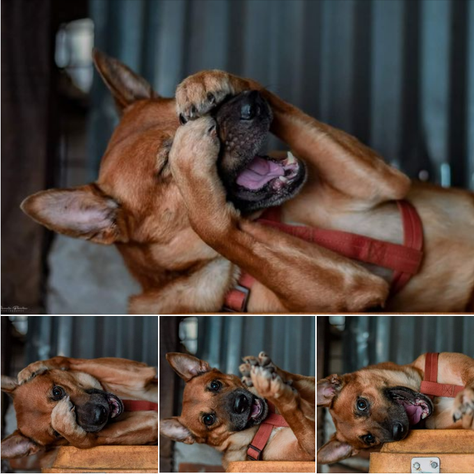 “Adorable Shyness: The Young Pup’s Sweet Awkwardness”