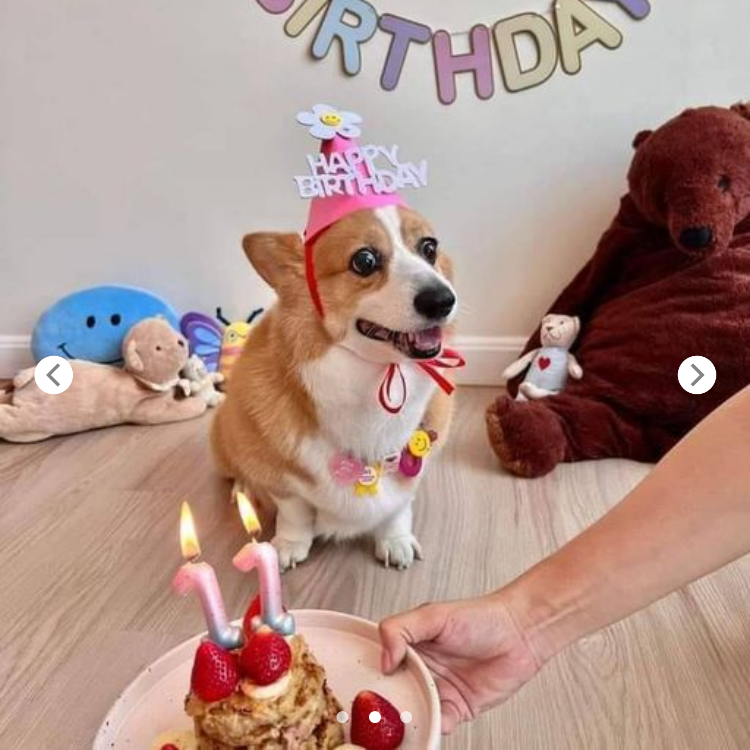 Pup’s Grand Birthday Party Lacks Friends